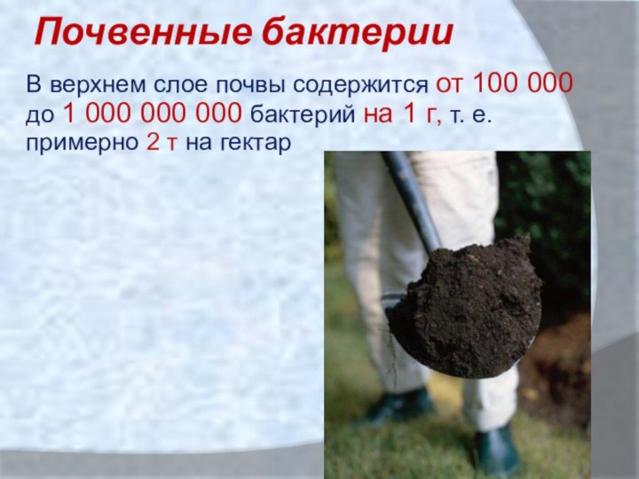 В верхнем слое почвы содержится от 100 000 до 1 000 000