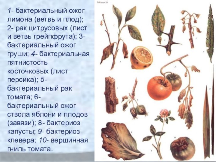 1- бактериальный ожог лимона (ветвь и плод); 2- рак цитрусовых (лист и
