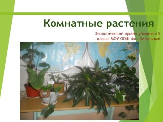 Презентация в рамках проектной деятельности учащихся  Комнатные растения