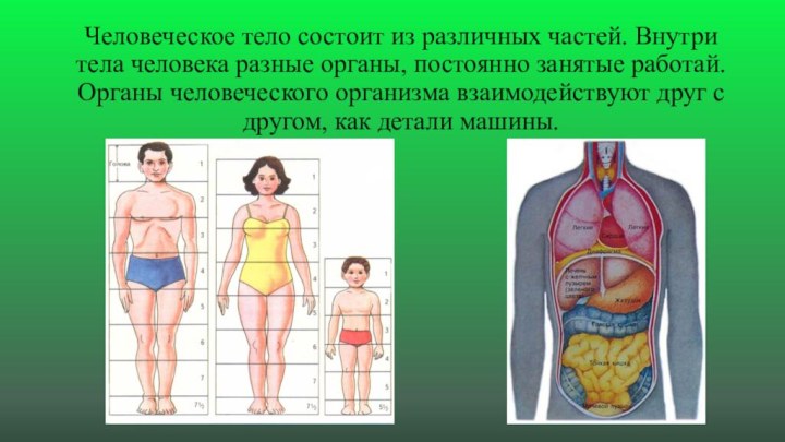 Человеческое тело состоит из различных частей. Внутри тела человека разные органы,