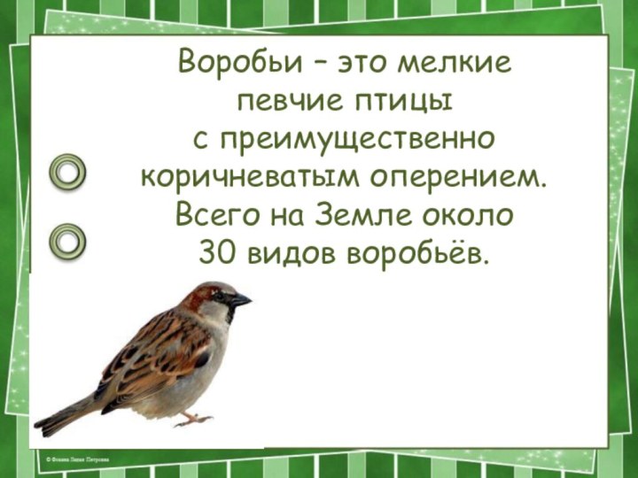 Воробьи – это мелкие певчие птицы с преимущественно коричневатым оперением. Всего на
