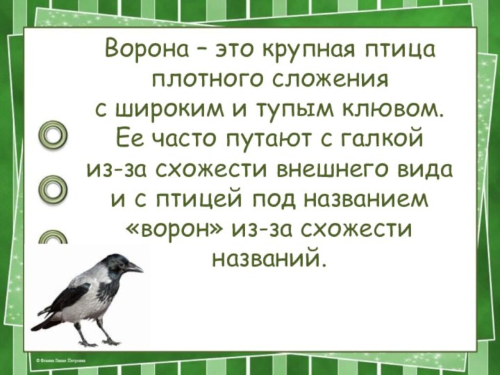 Ворона – это крупная птица плотного сложения с широким и тупым