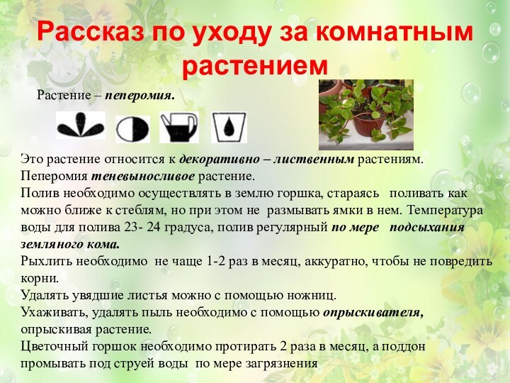 Рассказ по уходу за комнатным растениемЭто растение относится к декоративно – лиственным