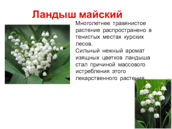 Ландыш майскийМноголетнее травянистое растение распространено в тенистых местах курских лесов. Сильный