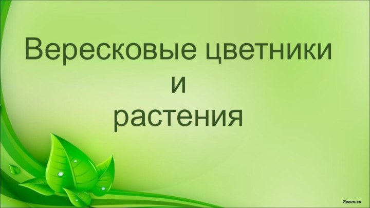 Вересковые цветники  и  растения