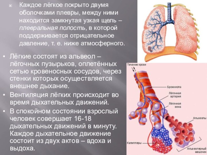 Стенки легочных пузырьков образованы одним слоем. Легкие состоят из альвеол. Дыхательная система альвеолы. Лёгкие, состоящие из альвеол. Альвеолы это лёгочные пузырьки.