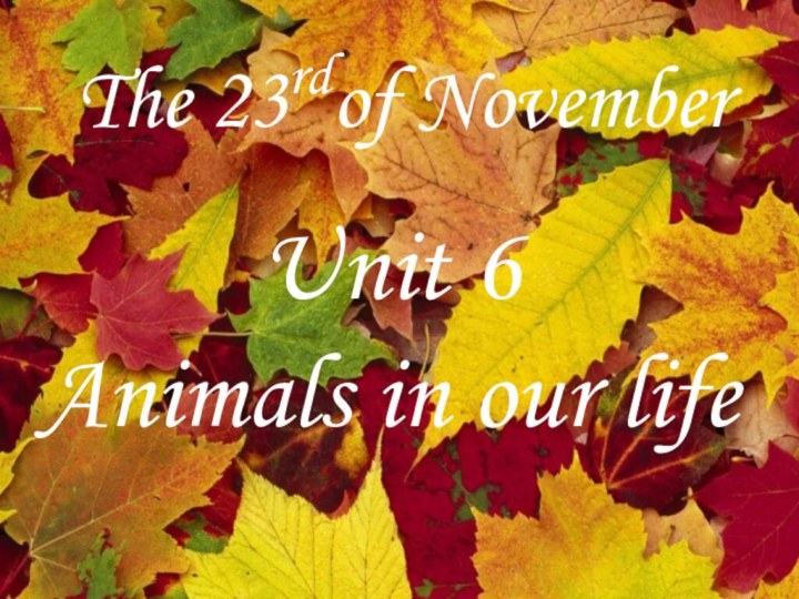 The 23rdof NovemberUnit 6Animals in our life