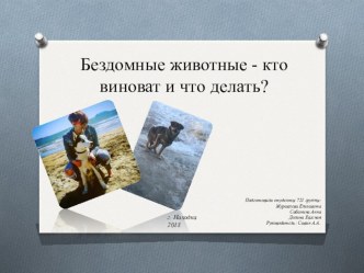 Презентация на социальную тему Бездомные животные - кто виноват и что делать