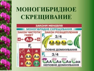 Презентация по биологии на тему Моногибридное скрещивание