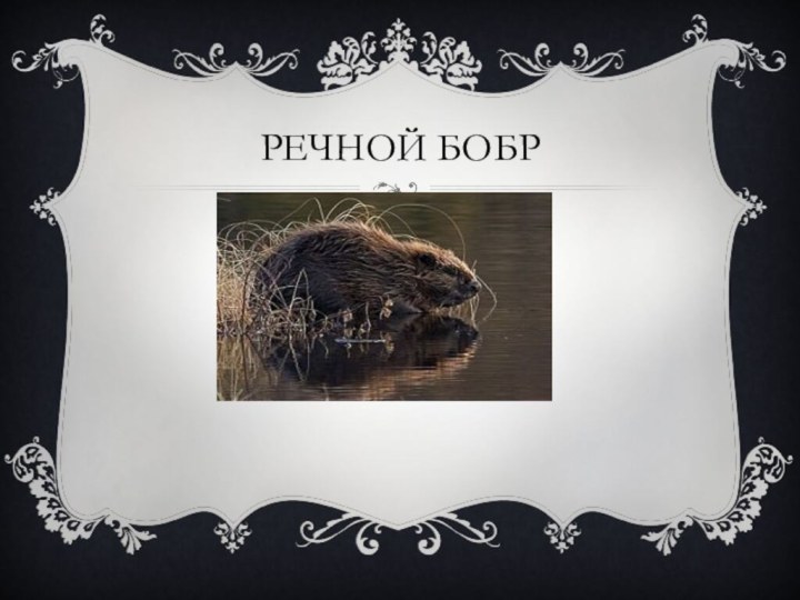 РЕЧНОЙ БОБР