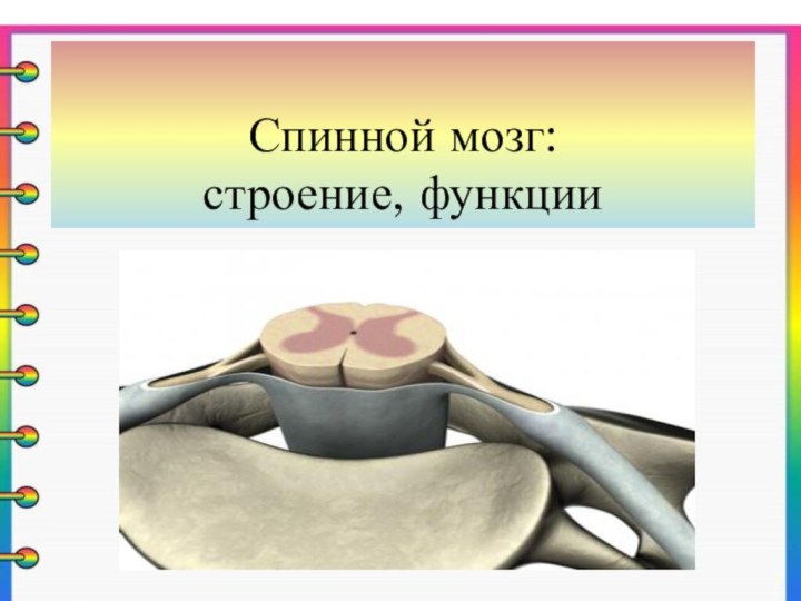 Спинной мозг: строение, функции