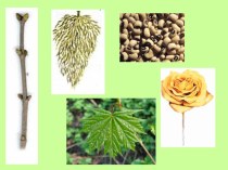 Урок обобщение по теме: Органы цветковых растений