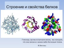 Презентация по химии на тему Белки