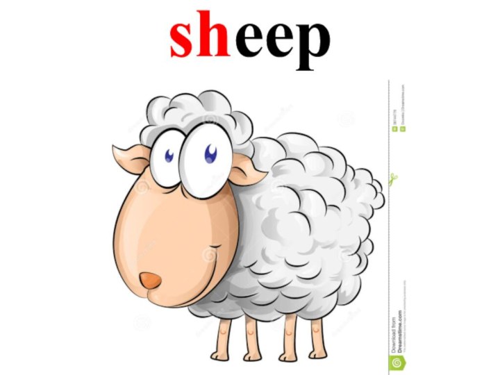 sheep