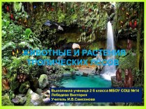 Презентация по окружающему миру на тему Животные и растения тропических лесов