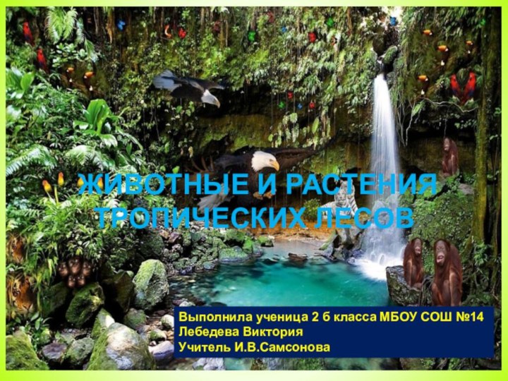 ЖИВОТНЫЕ И РАСТЕНИЯ ТРОПИЧЕСКИХ ЛЕСОВ ЖИВОТНЫЕ И РАСТЕНИЯТРОПИЧЕСКИХ ЛЕСОВВыполнила ученица 2 б