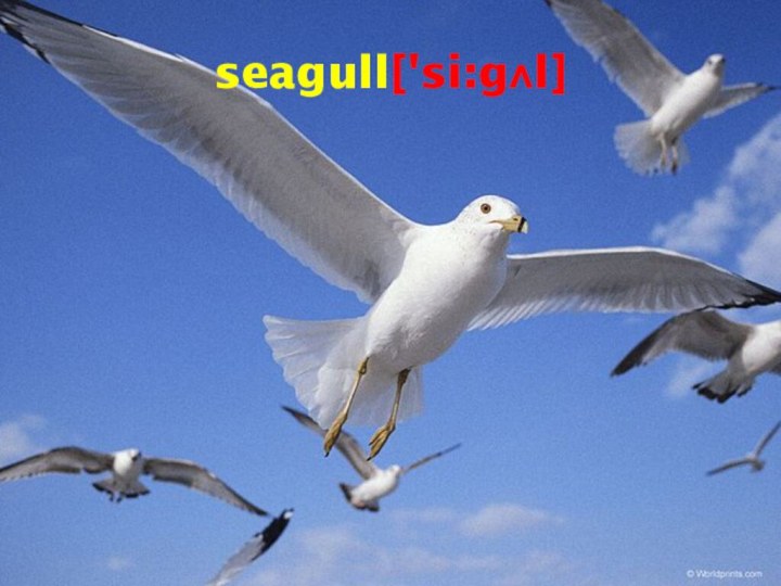 seagull['si:gʌl]