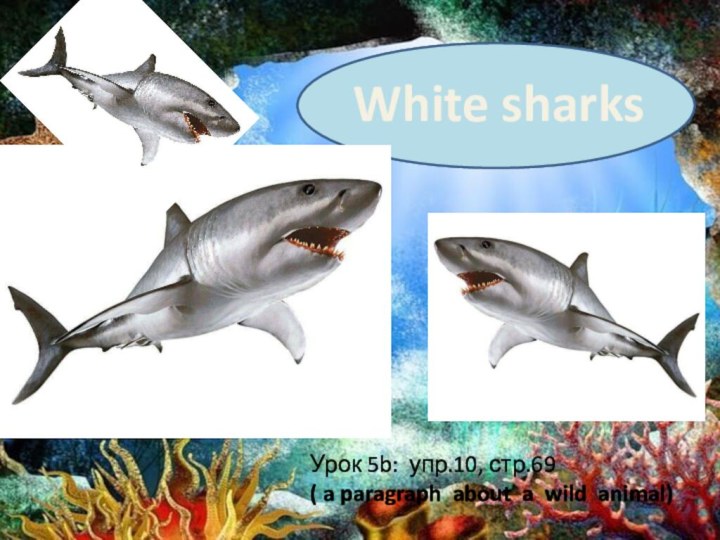 White sharksУрок 5b: упр.10, стр.69 ( a paragraph about a wild animal)