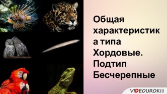 общая характеристика хордовых