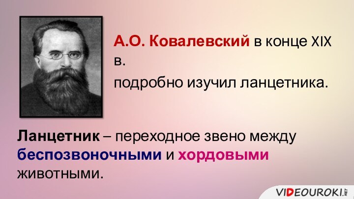 А.О. Ковалевский в конце XIX в.подробно изучил ланцетника.Ланцетник – переходное звено между беспозвоночными и хордовыми животными.