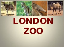 Презентация по английскому языку на тему London Zoo