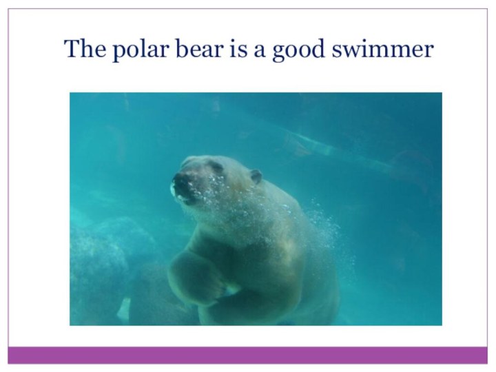 The polar bear is a good swimmer