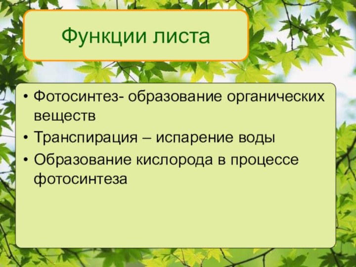 Функции листа растения. Основные функции листьев. Функции листка растения. Основные функции листа растения.