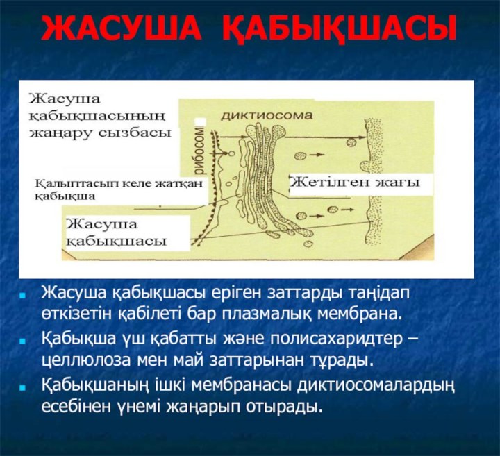 ЖАСУША ҚАБЫҚШАСЫЖасуша қабықшасы еріген заттарды таңідап өткізетін қабілеті бар плазмалық мембрана.Қабықша үш