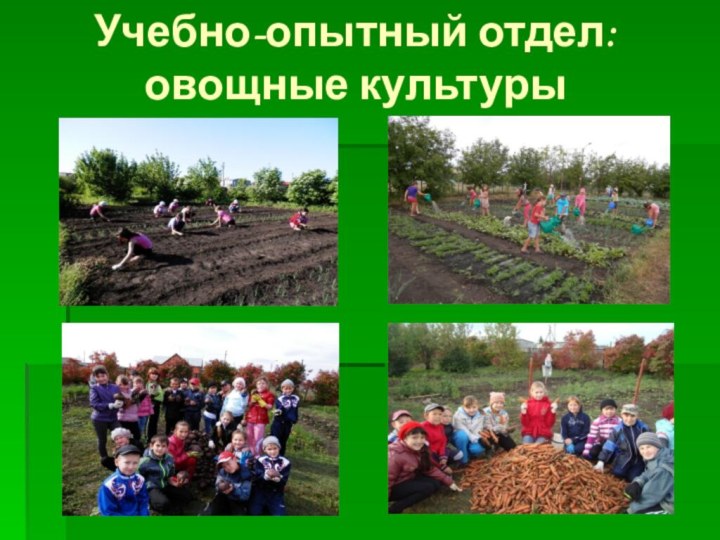 Учебно-опытный отдел:  овощные культуры