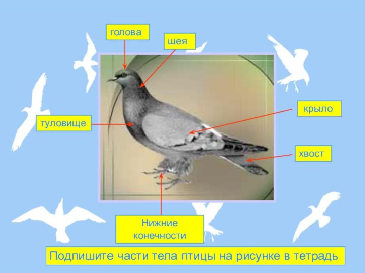 головашея крылотуловищеНижние конечностихвостПодпишите части тела птицы на рисунке в тетрадь