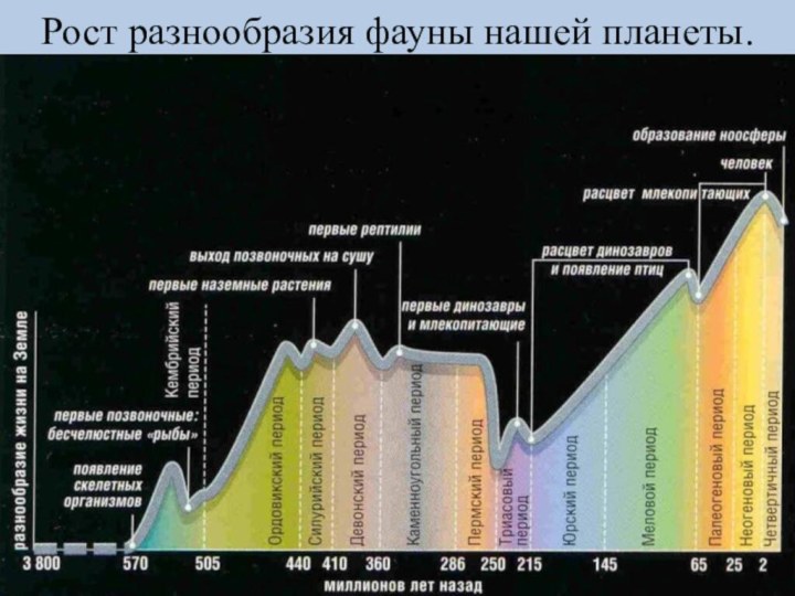 Рост разнообразия фауны нашей планеты.