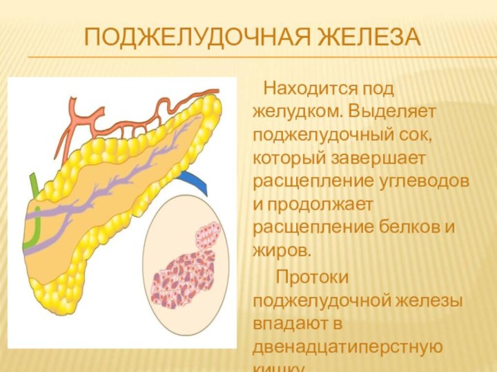 ПОДЖЕЛУДОЧНАЯ ЖЕЛЕЗА	 Находится под желудком. Выделяет поджелудочный сок, который завершает расщепление углеводов