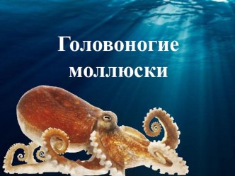 Презентация по биологии Головоногие моллюски (7 класс)