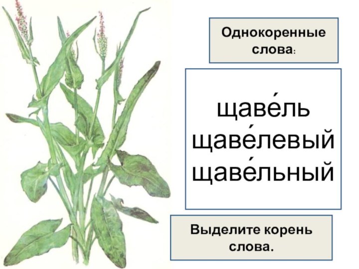 Щавель многолетний или однолетний