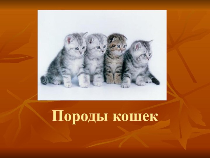 Породы кошек