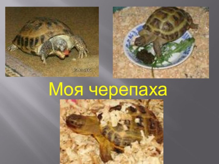 Моя черепаха