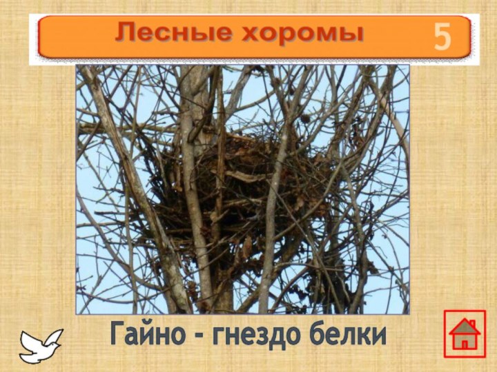 5Гайно - гнездо белки