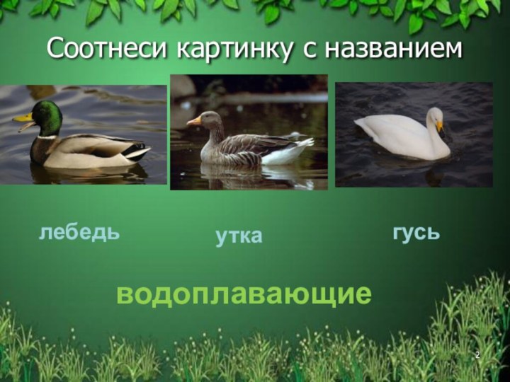 Водоплавающие жители водоемов 2 класс школа 21 века презентация