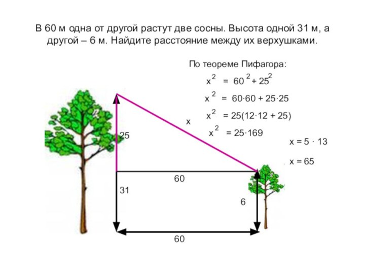 В 60 м одна от другой растут две сосны. Высота одной 31