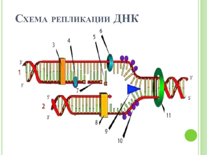 Схема репликации ДНК