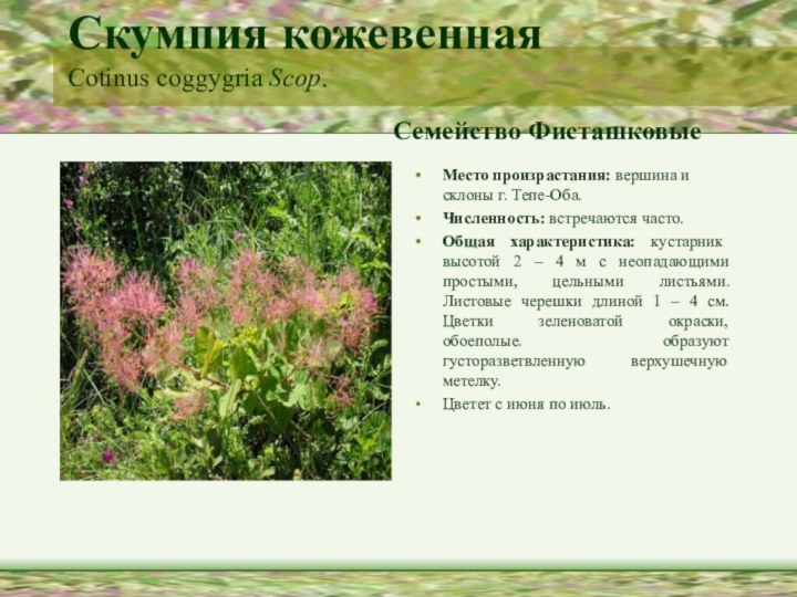 Скумпия кожевенная Cotinus coggygria Scop.