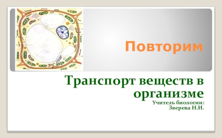 ПовторимТранспорт веществ в организмеУчитель биологии: Зверева Н.И.