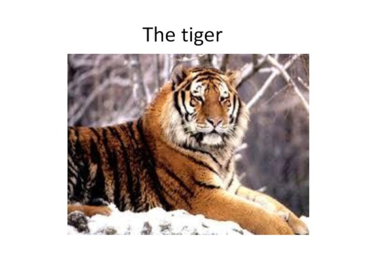 The tiger