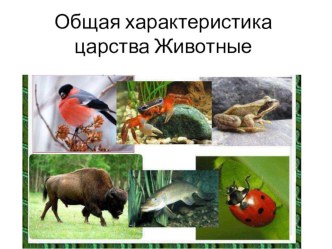 Презентация по биологии на тему Общая характеристика царства Животные