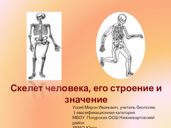 Скелет человека, его строение и значениеУский Мирон Иванович, учитель биологии, 1 квалификационная