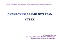 Презентация по ИЗО на тему: Сибирский белый журавль стерх.