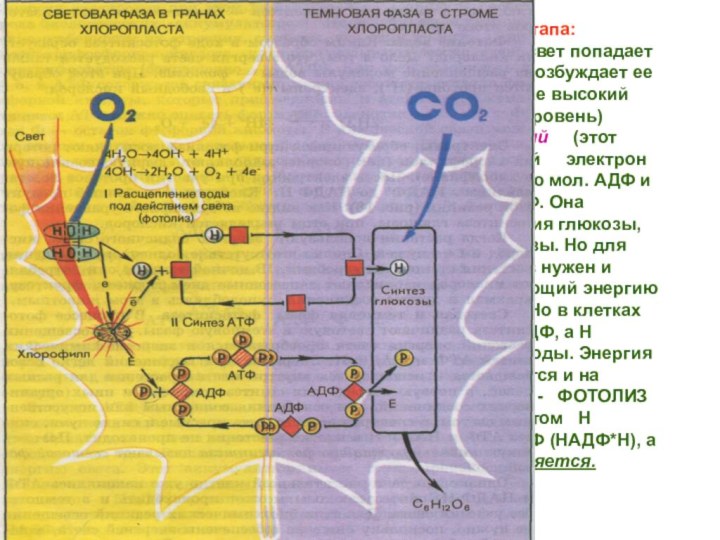 Выделяют 2 этапа:-  Фотофизический (свет попадает на мол. Хлорофилла, возбуждает ее