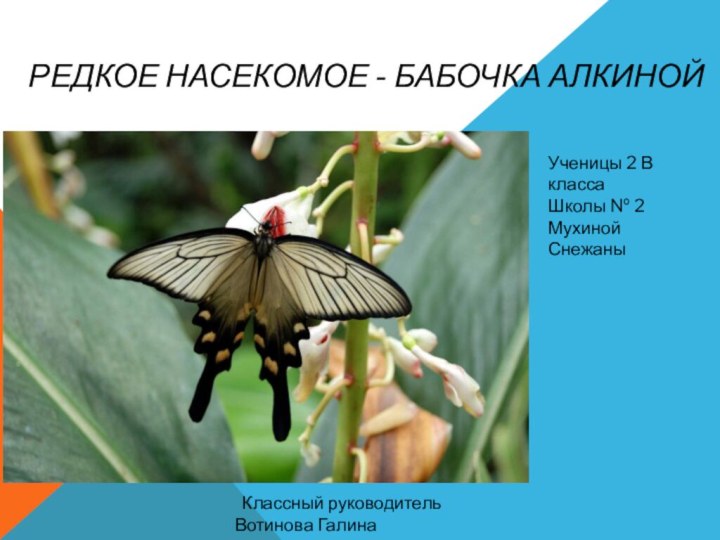 редкое насекомое - Бабочка Алкиной Ученицы 2 В классаШколы № 2Мухиной Снежаны