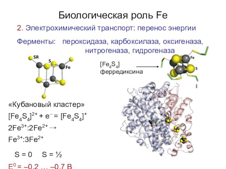 2. Электрохимический транспорт: перенос энергииФерменты:пероксидаза, карбоксилаза, оксигеназа, нитрогеназа, гидрогеназа[Fe4S4]ферредиксинаБиологическая роль Fe«Кубановый кластер»