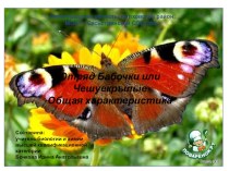 Презентация по биологии на тему: Отряд бабочки. Общая характеристика